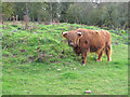 Highland cow at Foxburrows Farm