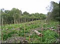 Preparing for new tree planting at Willow Ford