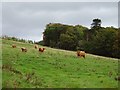 Highland cattle, Cathpair