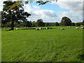 Sheep grazing near Moor