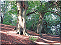 Over Alderley - beech woods on Alderley Edge