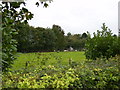 Animals grazing by the wood on Manor Farm