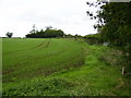 Field margin on outskirts of Deanshanger