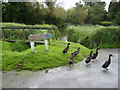 The pond with ducks at Wood End, Nash