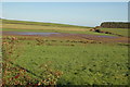 Lochlea Farm Pool