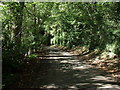 Rural lane goes between the trees