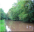 Autumn tints in Brownhills Wood