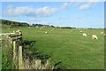 NT4809 : Sheep field near Pilmuir Rig by Walter Baxter