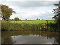 Cattle pasture near Bettonwood Farm