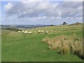 Sheep on rough pasture near Newton Cottage