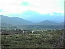 NN6391 : Sheep on the Laggan to Dalwhinnie road by John G Burns