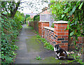 Cat at Hawthorn Avenue, Crewe Road