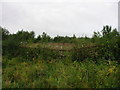 Withy hedge Rainton Meadows