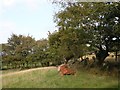 Farm equipment in a field