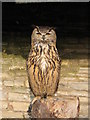 European Eagle Owl