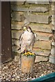 Lanner Falcon