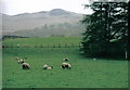 Field next to the track to Drumruck Farm