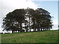 NZ0169 : Toft Hill Plantation by Tim Fish