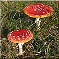 SU3403 : Amanita muscaria fungi in the Frame Heath Inclosure, New Forest by Jim Champion