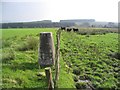 The trig point at Whitehill