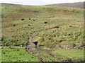 Mixed grazing near Carruthers Bridge