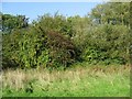 Hedgerow Harvest