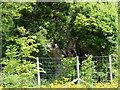 Ancient oak tree on old trackway