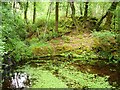 V9057 : Pond, Glengarriff Forest by Richard Webb