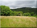 V8958 : Hay meadow, Glengarriff by Richard Webb