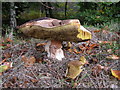 Boletus luridus, Trellech Common