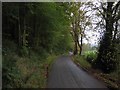 Tree-lined road in the Stinchar valley