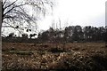 Deer herd - Hollesley Common