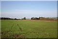 Towards Willoughton Grange