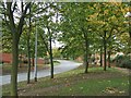 Poplar Avenue with autumn tints