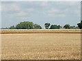 Looking towards Acle