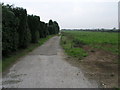 Footpath and Topped Trees