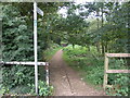 Path Through the Woods