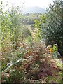 Woolbeding Common from Telegraph Hill