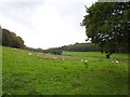 TQ9754 : Meadows alongside Church Road by Penny Mayes