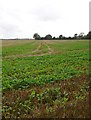 Stubble field by Stalisfield Road