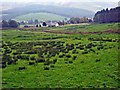 Bennan Stud, near Straiton