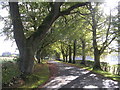 Beech-lined Drive to Rowallan Castle