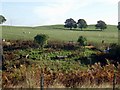 Game bird rearing at Morningside