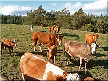 NH9653 : Beef cattle near Glenshiel (farm), Moray by Ian R Maxwell