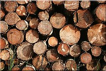 NJ3856 : Sawn Logs by Anne Burgess