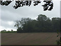 Copse, Woodlands Farm