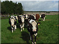 Cattle, Warren Farm