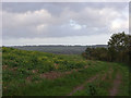 Farmland below Hillwood