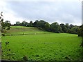 Paddock near Little Hockley Farm