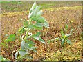 Regrowth of beans and rape